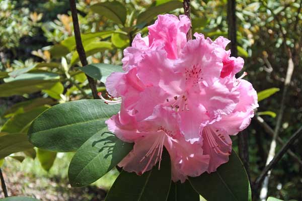 ハイドンハンター シャクナゲ 石楠花 長崎県大村市 立福寺町 花写真集シリーズ