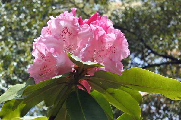 ハイドンハンター シャクナゲ 石楠花 長崎県大村市 立福寺町 花写真集シリーズ