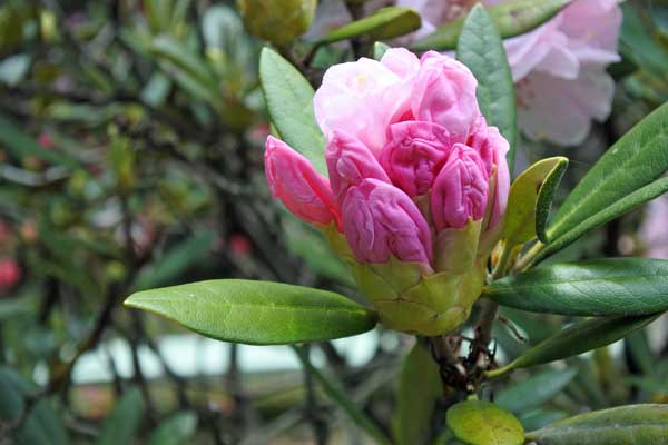 モーニングマジック シャクナゲ 石楠花 長崎県大村市 立福寺町 花写真集シリーズ