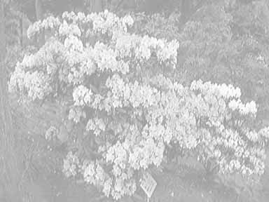 hana01.gif (109146 バイト)